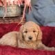 F1b Mini (micro) Goldendoodle