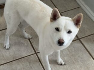Female Shiba