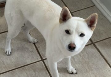 Female Shiba