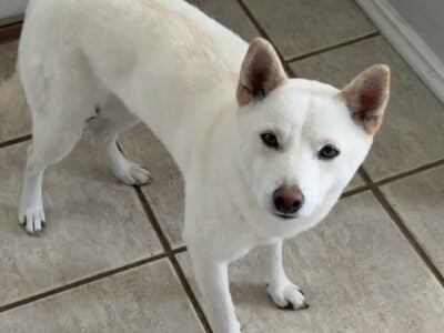 Female Shiba