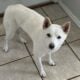 Female Shiba