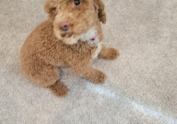 Cockapoo 11lbs Spade & Neutered $800