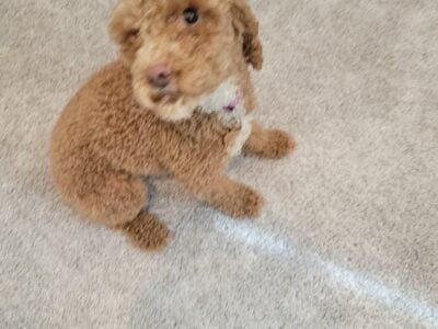 Cockapoo 11lbs Spade & Neutered $800