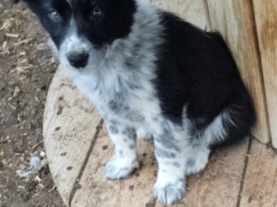 looking for a loving and active home