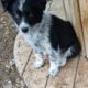 looking for a loving and active home