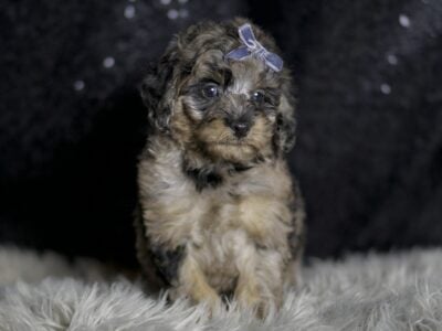 Steele Maltipoo