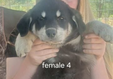 Low wolf content hybrids.