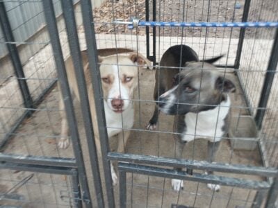 Need a Home