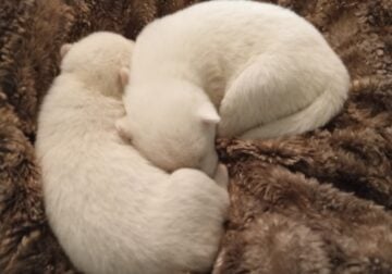 HUSKY PUPPIES AKC