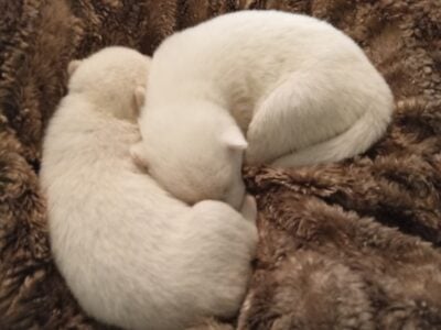 HUSKY PUPPIES AKC