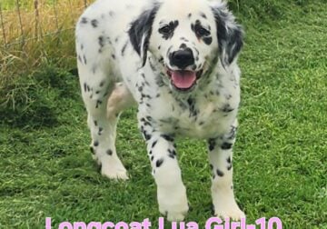 Longcoat Lua Girl Dalmatian