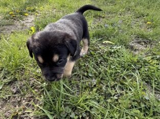 Female puppy #5