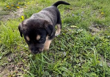 Female puppy #5