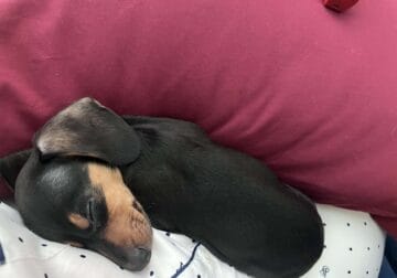 Miniature male dachshund puppy