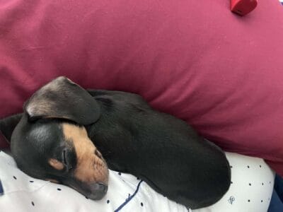 Miniature male dachshund puppy