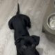Dog Rehoming