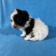 Toy poodle puppies absolutely adorable.