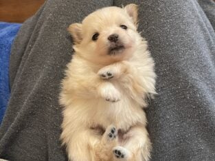 Pomeranian puppies- 5