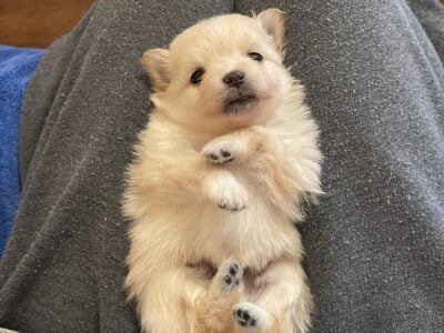 Pomeranian puppies- 5