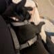 Great mid sized 10 mth old Dog