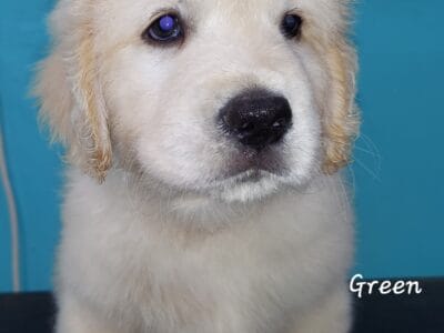 Green AKC