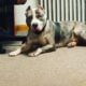 Xl American bully