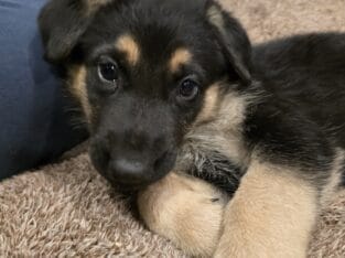 German Shepherd