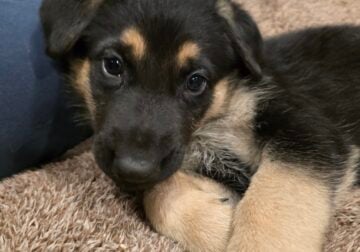 German Shepherd