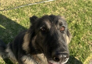 Long Haired German Shepherd