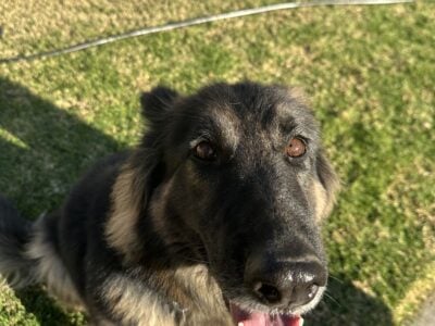 Long Haired German Shepherd