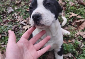 Free Puppies