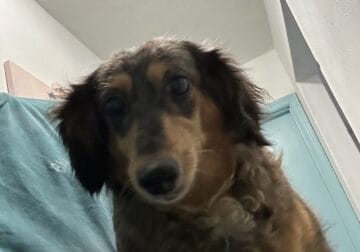 Long hair female dapple dachshund
