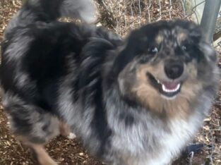 Merle male pomsky