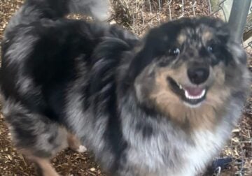 Merle male pomsky