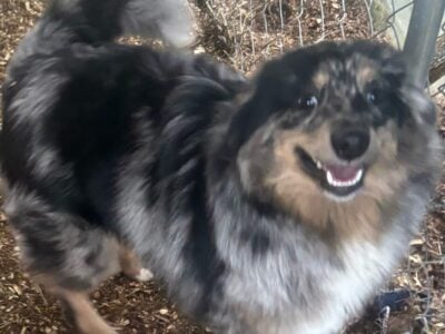 Merle male pomsky