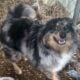 Merle male pomsky