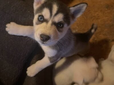 SIBERIAN HUSKIES VARIOUS COLORS