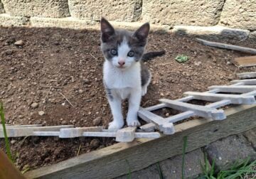 Female kitten