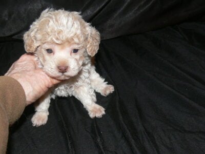 Teacup Poodle