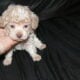 Teacup Poodle