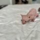 Just Born Sphynx Kittens TICA Purebred