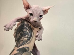Sphynx Kittens