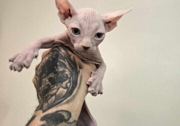 Sphynx Kittens