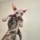 Sphynx Kittens