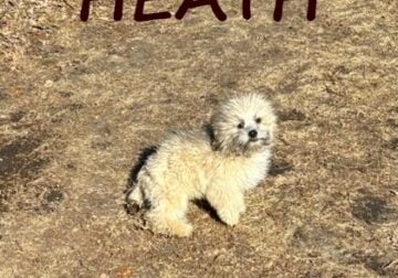 Heath Neutered Male Teddy Bear Puppy