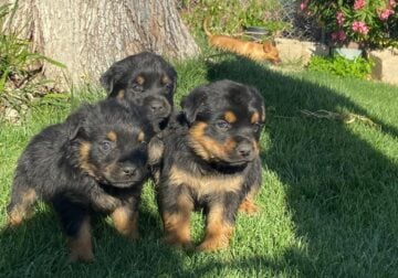 Rotts