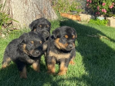 Rotts