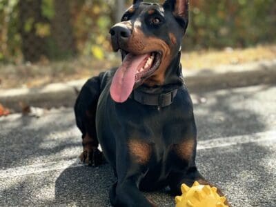 18 Month Purebred Female Doberman in Pa/NJ