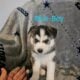 Purebred Husky Puppies