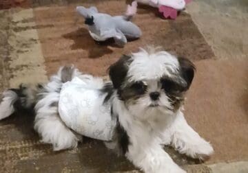 Male Shih Tzu Puppy